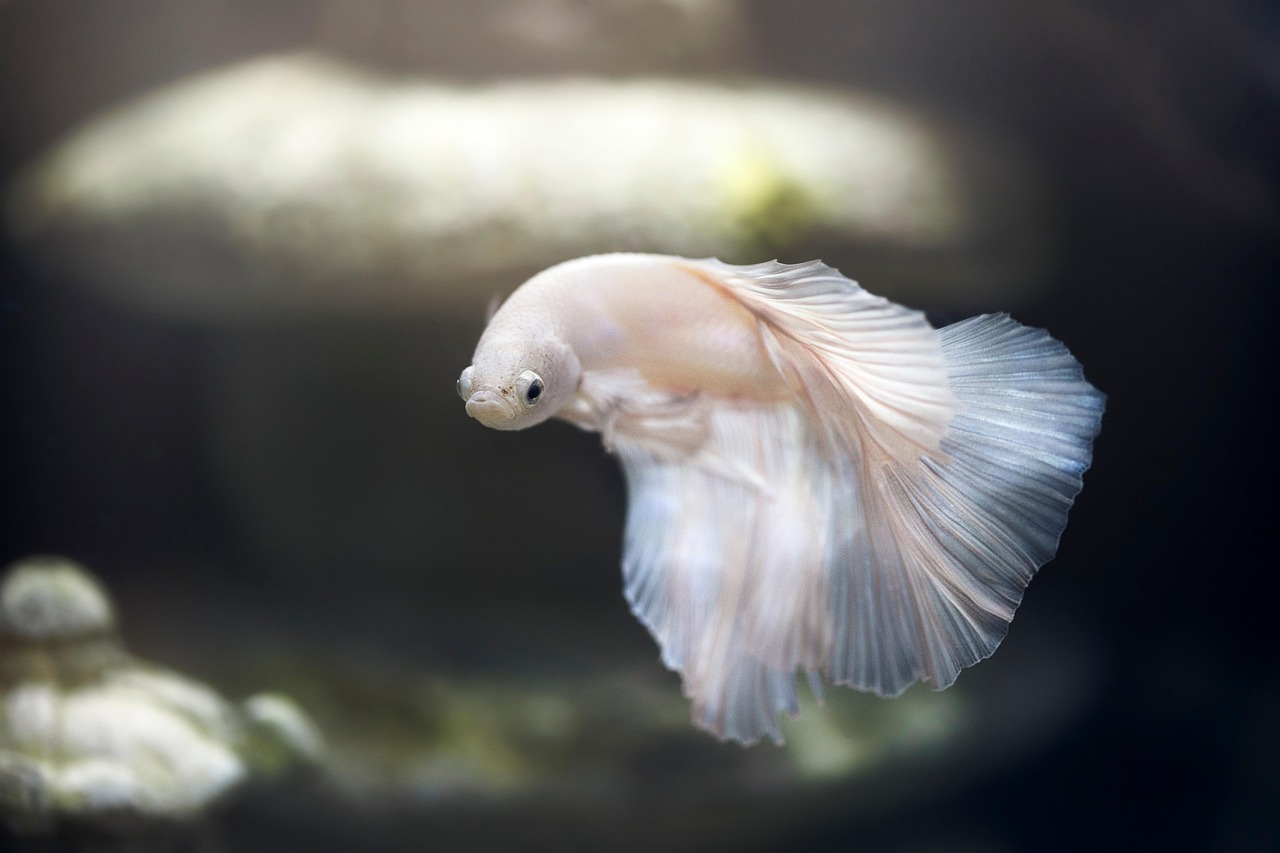 aquarium, fish, pet, betta, siamese fighting fish, animal world, swimming, water, underwater, nature, swim, tank, fish tank