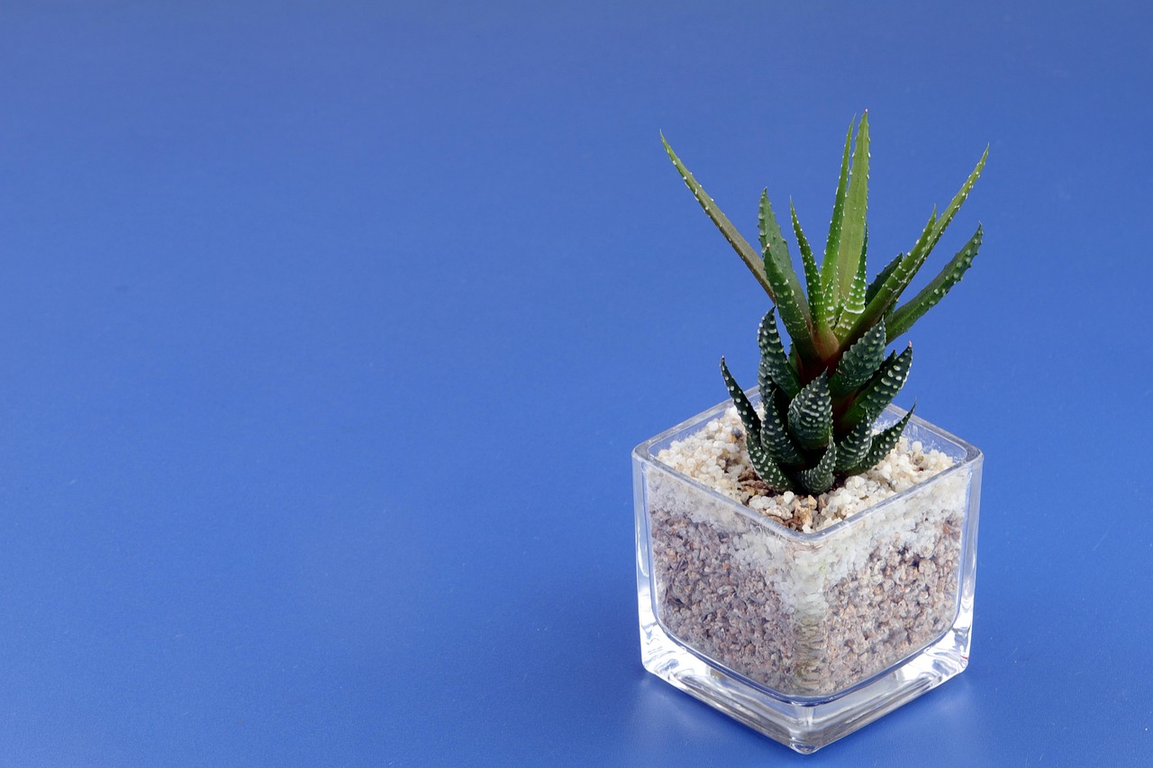 background, cool backgrounds, wallpaper hd, mac wallpaper, desktop backgrounds, hd wallpaper, plant, succulents, of plants, mini flowerpot, romantic, free wallpaper, laptop wallpaper, beautiful wallpaper, 4k wallpaper 1920x1080, atmosphere, close, mini plant, floral background, fleshy, emotion, nature, 4k wallpaper, full hd wallpaper, free background, macro, windows wallpaper, affix, ornamental plants, wallpaper 4k, leaf
