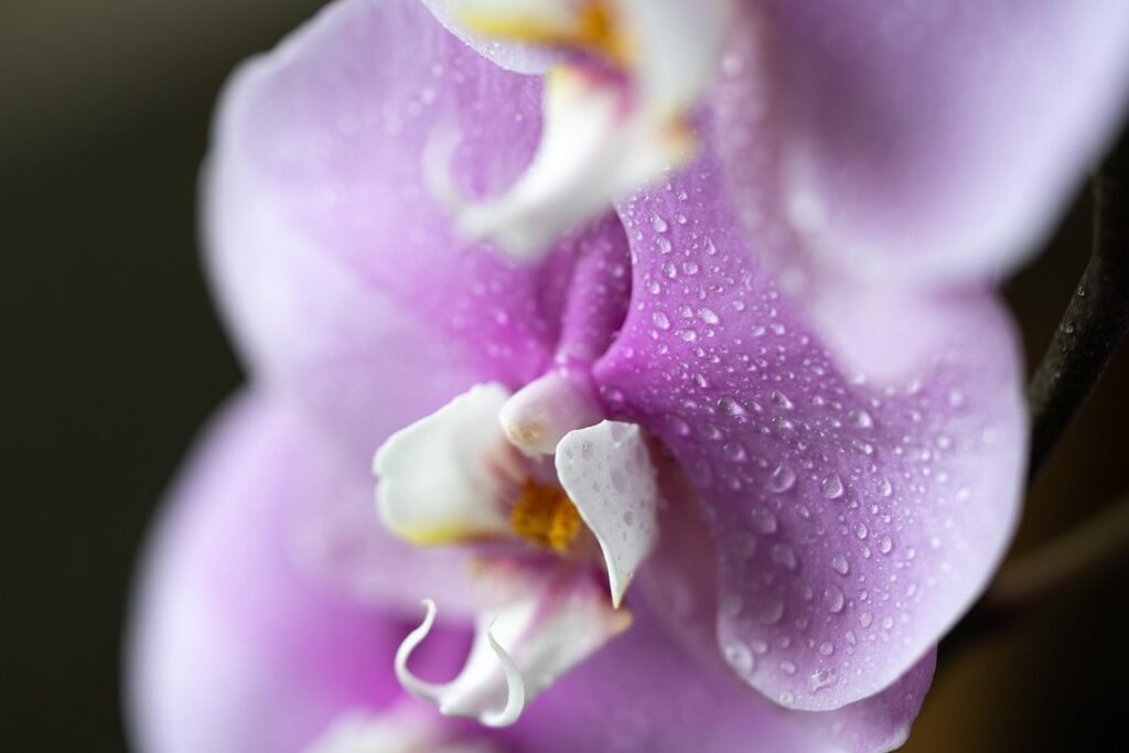 orchids, flowers, macro, close up, nature, flower background, plant, botanical, flora, beautiful flowers, spring, white, pink, yellow, magenta, petals, outdoors, clean, simple, flower wallpaper, light, dark