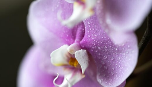 orchids, flowers, macro, close up, nature, flower background, plant, botanical, flora, beautiful flowers, spring, white, pink, yellow, magenta, petals, outdoors, clean, simple, flower wallpaper, light, dark