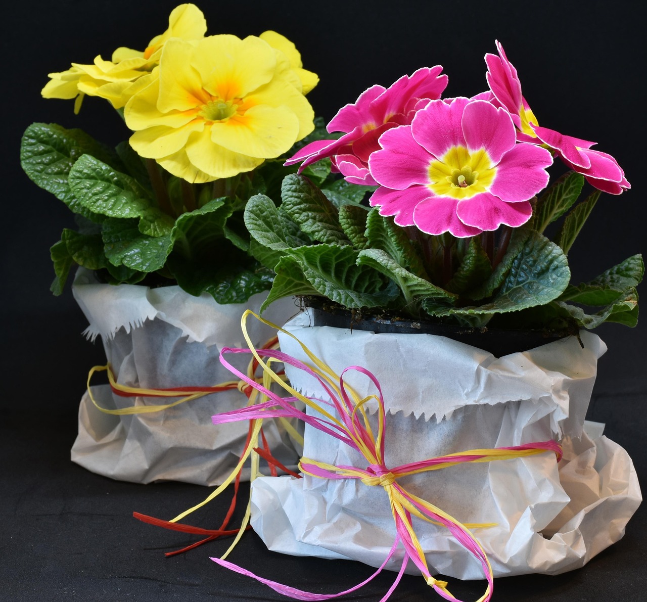 primroses, primula vulgaris hybrid, violet, beautiful flowers, magenta, salmon, genus, primrose family, primrose varieties, modern plant pots, light pink, spring, flower, nature, plant, leaf, colour, primrose, give a gift, flower background, season, petal, flowers, flower wallpaper, floral, close up, easter, bunch of flowers, bright, love, valentine, romance, yellow, pink