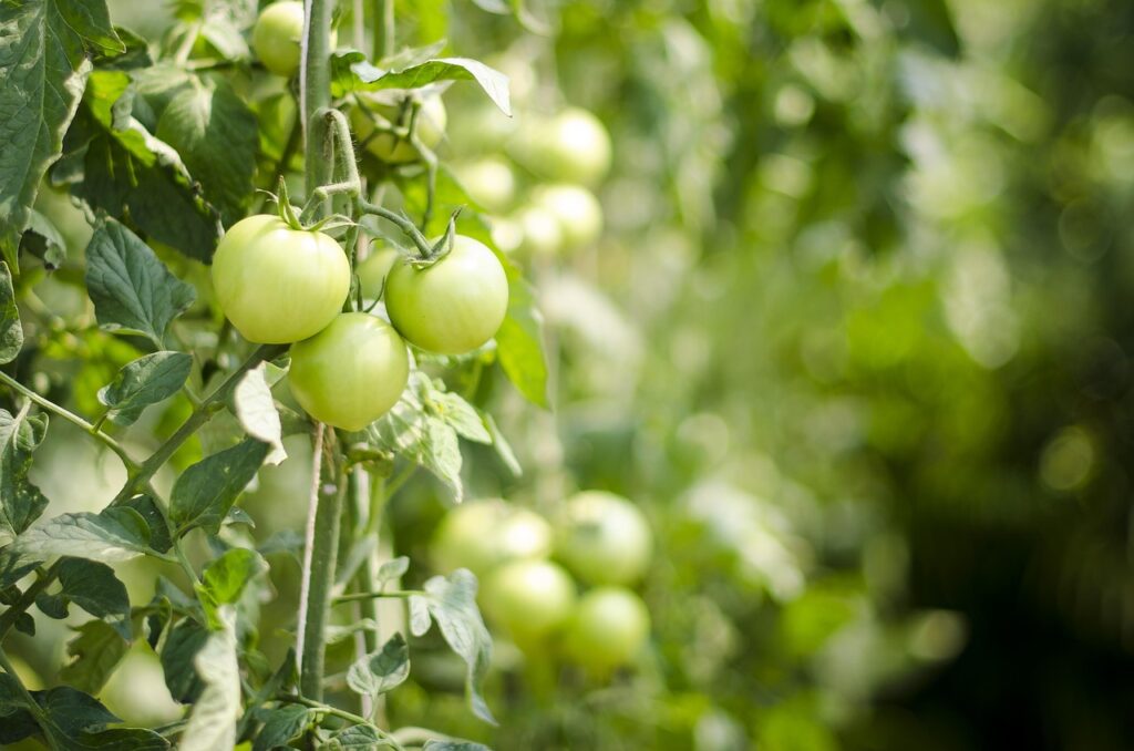 eggplant 400-08373800, 400-08373801, 400-08373802, 400-08373803, 400-08373804, 400-08373805, 400-08373806, 400-08373807, 400-08373808, 400-08373810, agricultural, nature, biological, brown, champignon, crop, cuisine, diet, dietitian, dinner, eat, edible, food, fresh, freshness, fungus, garden, gourmet, grocery, group, health, ingredient, meal, mushroom, natural, organic, ostreatus, oyster, pleurotus, prepare, raw, ripe, tasty, vegetable, veggies, green health, green group, green diet, green dinner, green grocery, green groceries