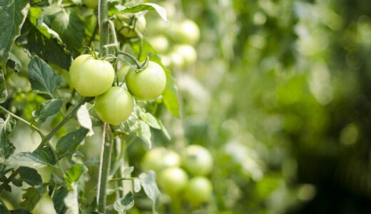 eggplant 400-08373800, 400-08373801, 400-08373802, 400-08373803, 400-08373804, 400-08373805, 400-08373806, 400-08373807, 400-08373808, 400-08373810, agricultural, nature, biological, brown, champignon, crop, cuisine, diet, dietitian, dinner, eat, edible, food, fresh, freshness, fungus, garden, gourmet, grocery, group, health, ingredient, meal, mushroom, natural, organic, ostreatus, oyster, pleurotus, prepare, raw, ripe, tasty, vegetable, veggies, green health, green group, green diet, green dinner, green grocery, green groceries