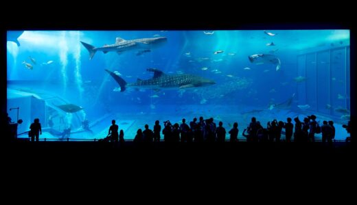 aquarium, sharks, okinawa, japan, fish tank, animals, marine animals, nature, people, crowd, aquarium, aquarium, aquarium, aquarium, aquarium